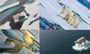 Kutup Ayıları: Kutup Bölgelerinin Zirvesinde Hayatta Kalma Ustaları