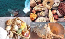 Deniz Kabuklarının Oluşumu