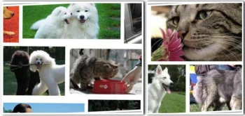 Köpek Kulübesi Fiyatları Nelerdir?