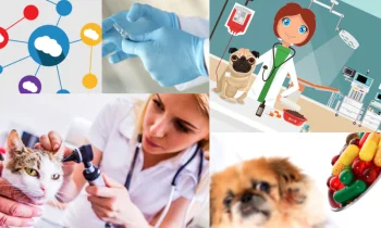 Veteriner Randevu Takip Uygulaması Var Mıdır?