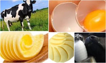 Organik Yumurtada Tavuk Beslenmesinin Önemi