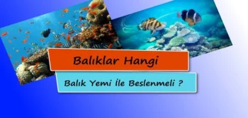  Balıklar Hangi Balık Yemi ile Beslenmeli