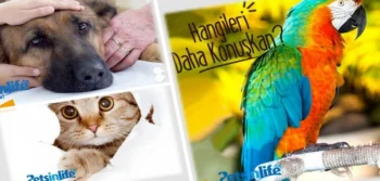 Calico Kedilerinin Özellikleri Nelerdir