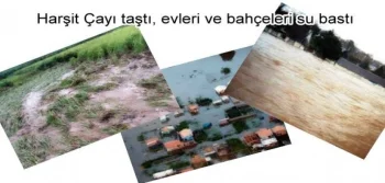 Harşit Çayı taştı, evleri ve bahçeleri su bastı