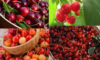 Organic Dried Cherries: Doğal Lezzetin Keyfini Çıkarın