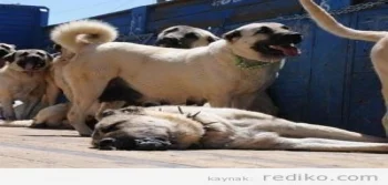 Kangal Çoban Köpekleri