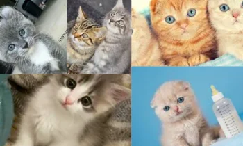 Ucuz Kedi Maması Nerede Bulunur?