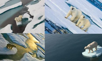 Kutup Ayıları: Kutup Bölgelerinin Zirvesinde Hayatta Kalma Ustaları