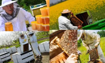 Arı Yetiştiriciliği ve Bal Üretimi Yaparak Para Kazanma