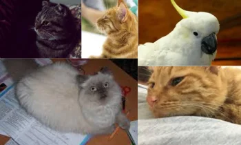 Yavru Kediler Nasıl Beslenmeli?