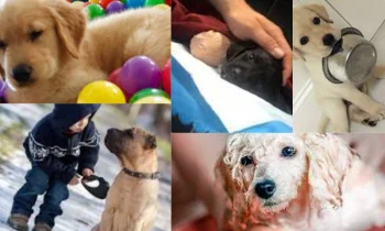 Obez Köpekler İçin Beslenme Düzeni Nasıl Olmalıdır?