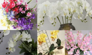 Orkideler ve Diğer Çiçekler