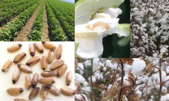 Tohumculukta Ar & Ge Çalışmalarının Amacı