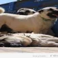 Kangal Çoban Köpekleri