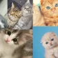 Ucuz Kedi Maması Nerede Bulunur?