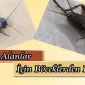 Sağlıklı Alanlar İçin Böceklerden Kurtulun
